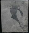 Eurypterus (Sea Scorpion) Fossil - New York #31407-1